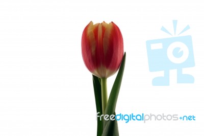 Tulip Stock Photo