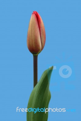 Tulip Stock Photo