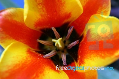 Tulip Stock Photo