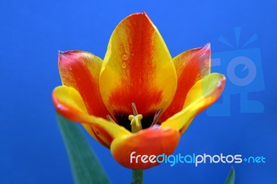 Tulip Stock Photo