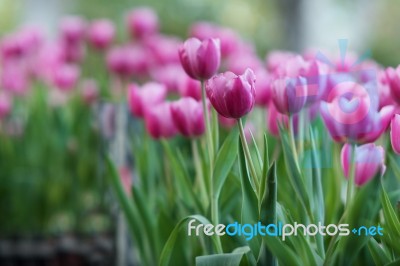 Tulip Stock Photo