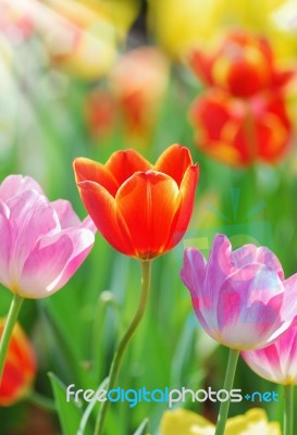 Tulip Stock Photo