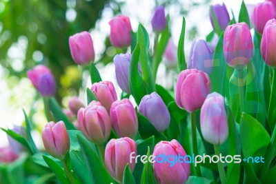 Tulip Closeup Stock Photo