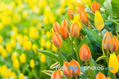 Tulip Closeup Stock Photo