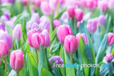 Tulip Closeup Stock Photo