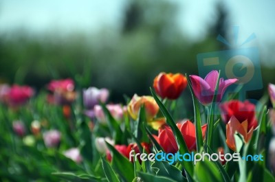 Tulip Field Stock Photo