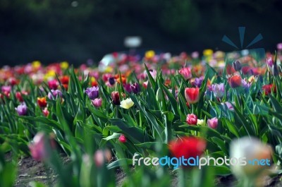 Tulip Field Stock Photo