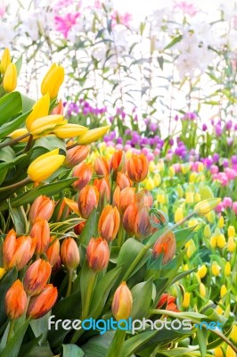 Tulip Field Stock Photo