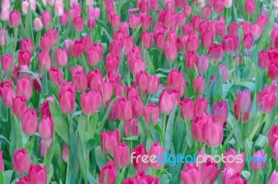 Tulip Field Stock Photo