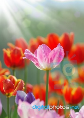 Tulip Flower Stock Photo