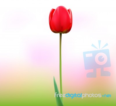 Tulip Flower Stock Image