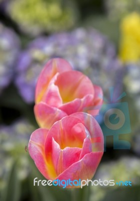 Tulip Flower Garden Vertical Style Stock Photo