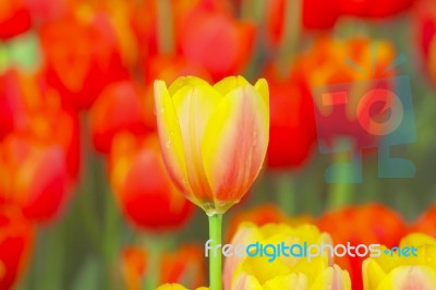 Tulip Flowers Stock Photo