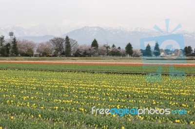 Tulip Flowers In The Farm Stock Photo