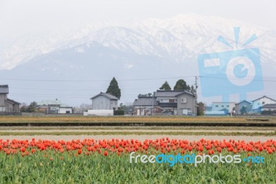 Tulip Flowers In The Farm Stock Photo