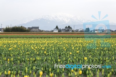 Tulip Flowers In The Farm Stock Photo