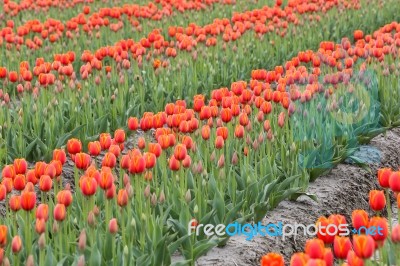 Tulip Flowers In The Farm Stock Photo