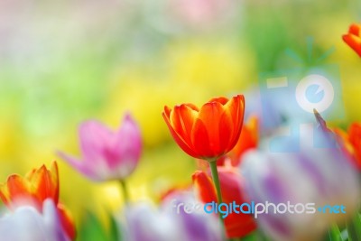 Tulip Garden Stock Photo