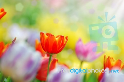 Tulip Garden Stock Photo