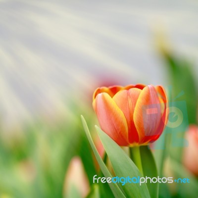 Tulip In The Garden Stock Photo