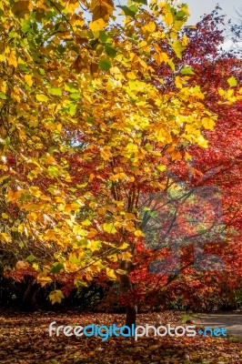 Tulip Tree (liriodendron Tulipiferain) Displaying Autumn Colours… Stock Photo