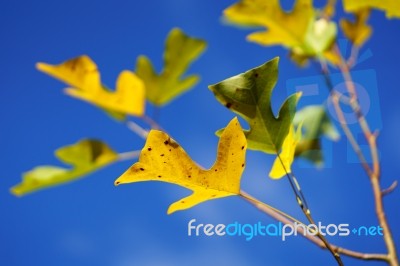 Tulip Tree (liriodendron Tulipiferain) In Autumn Stock Photo