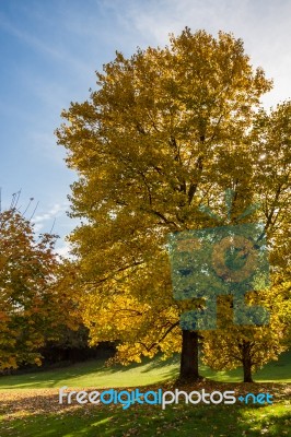 Tulip Tree (liriodendron Tulipiferain) In East Grinstead Stock Photo