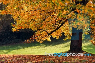 Tulip Tree (liriodendron Tulipiferain) In East Grinstead Stock Photo