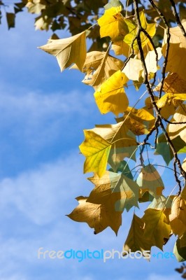 Tulip Tree (liriodendron Tulipiferain) In East Grinstead Stock Photo