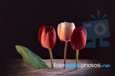 Tulips Stock Photo