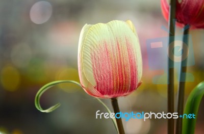 Tulips Stock Photo