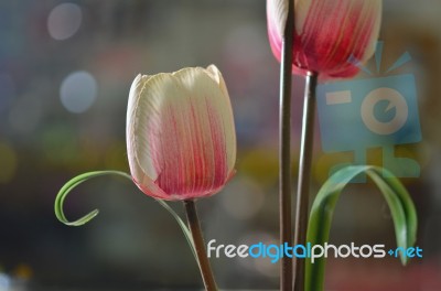 Tulips Stock Photo