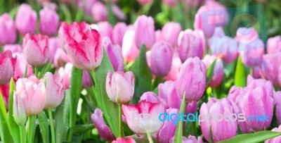 Tulips Stock Photo