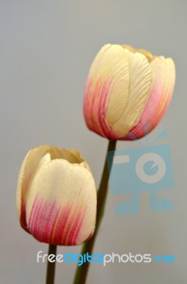 Tulips Flower Stock Photo