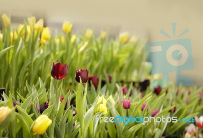 Tulips Flowers Stock Photo