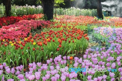 Tulips Garden Stock Photo