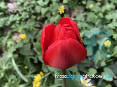 Tulips In The Garden Stock Photo