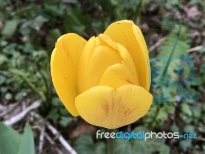 Tulips In The Garden Stock Photo