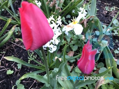 Tulips In The Garden Stock Photo