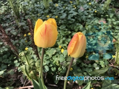 Tulips In The Garden Stock Photo