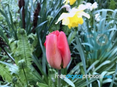 Tulips In The Garden Stock Photo