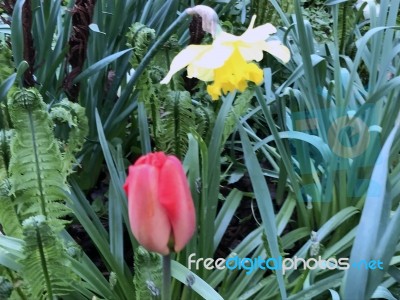 Tulips In The Garden Stock Photo