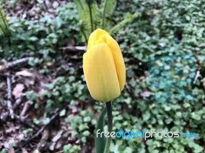 Tulips In The Garden Stock Photo