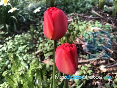 Tulips In The Garden Stock Photo