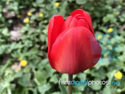 Tulips In The Garden Stock Photo