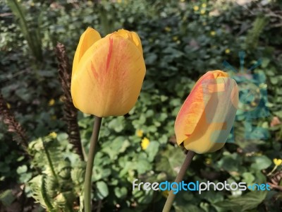 Tulips In The Garden Stock Photo