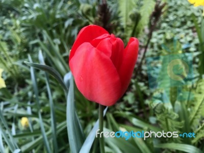 Tulips In The Garden Stock Photo