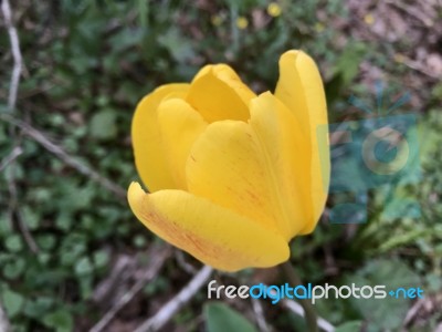 Tulips In The Garden Stock Photo