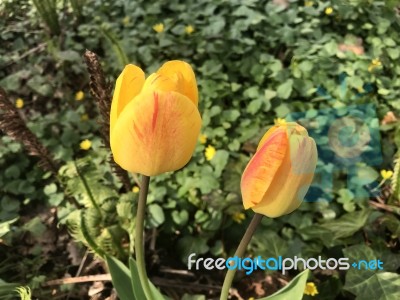 Tulips In The Garden Stock Photo