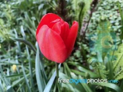 Tulips In The Garden Stock Photo